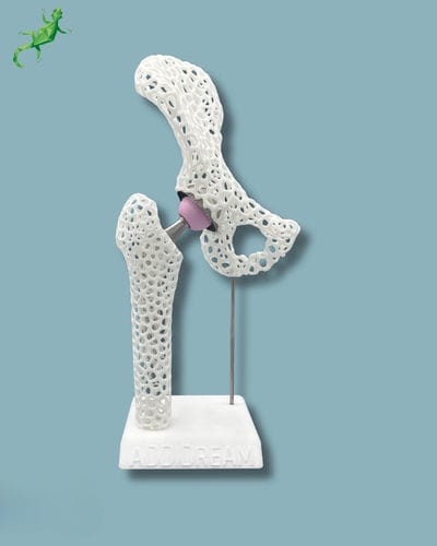 Anatomisches Modell / Becken - 07-AJ-01 - ADDIDREAM - Oberschenkelknochen / Kunststoff / weiß