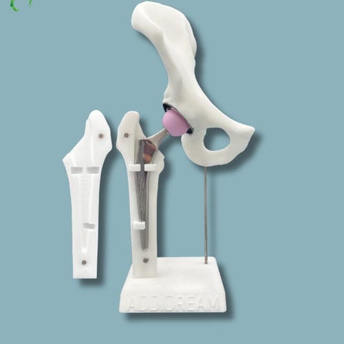 Anatomisches Modell / Becken - 07-AI-01 - ADDIDREAM - Oberschenkelknochen / weiß