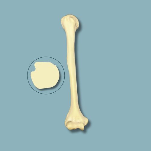 Anatomisches Modell / Humerus - 15-03-02 - ADDIDREAM - Chirurgie / Ausbildung / Schaumstoff