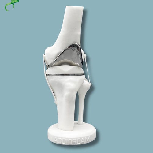 Anatomisches Modell / Knie - 04-AG-01 - ADDIDREAM - Tibia / Oberschenkelknochen / für Vorführzwecke