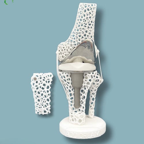 Anatomisches Modell / Knie - 04-AL-01 - ADDIDREAM - Tibia / Oberschenkelknochen / für Vorführzwecke