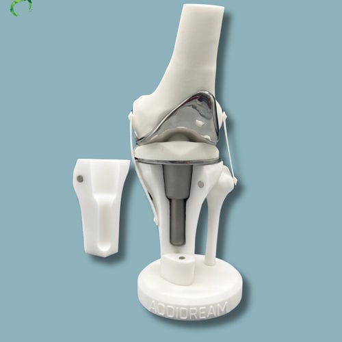 Anatomisches Modell / Knie - 04-AI-01 - ADDIDREAM - Tibia / Oberschenkelknochen / für Vorführzwecke