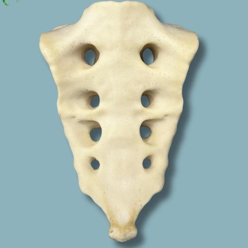 Anatomisches Modell / Kreuzbein - 07-03-02 - ADDIDREAM - Chirurgie / Ausbildung / Schaumstoff