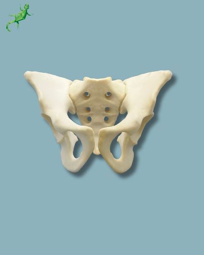 Anatomisches Modell / Becken - 07-04-02 - ADDIDREAM - Chirurgie / Ausbildung / Schaumstoff