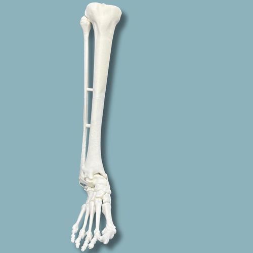 Anatomisches Modell / Tibia - 02-10-02 - ADDIDREAM - Fuß / Knöchel / für orthopädische Chirurgie