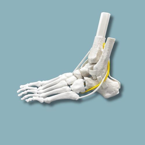 Anatomisches Modell / Fuß - 02-12-02 - ADDIDREAM - Knöchel / Chirurgie / für Arthroskopie