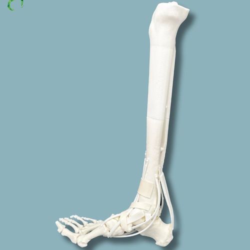 Anatomisches Modell / Tibia - 02-13-02 - ADDIDREAM - Fuß / Knöchel / für orthopädische Chirurgie