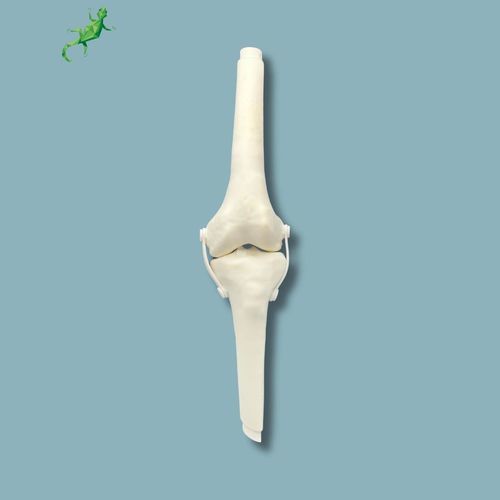 Anatomisches Modell / Knie - 04-16-02 - ADDIDREAM - Chirurgie / Ausbildung / Kunststoff