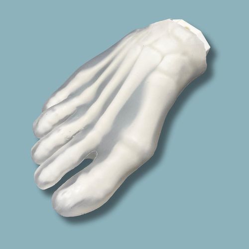 Anatomisches Modell / Fuß - 01-49-01 - ADDIDREAM - Kunststoff / transparent