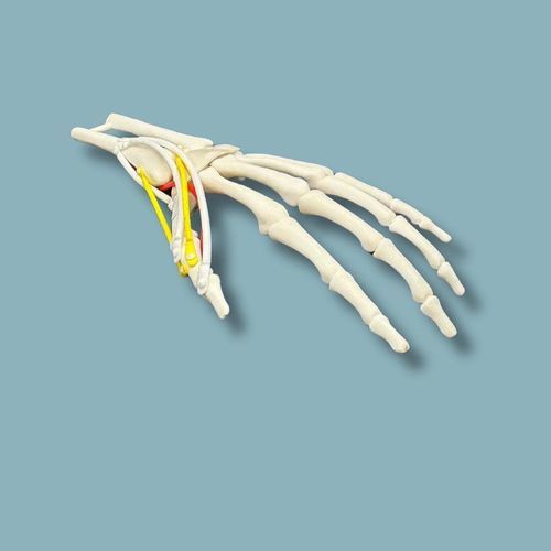 Anatomisches Modell / Hand - 12-04-01 - ADDIDREAM - Handgelenk / Chirurgie / Ausbildung