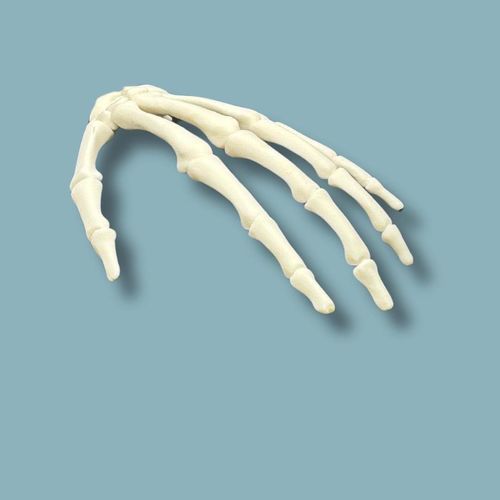 Anatomisches Modell / Hand - 11-02-01 - ADDIDREAM - Kunststoff
