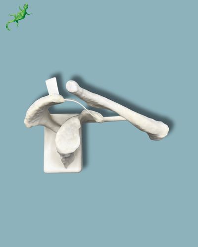 Anatomisches Modell / Schlüsselbein - 16-08-01 - ADDIDREAM - Schulterblatt / Kunststoff