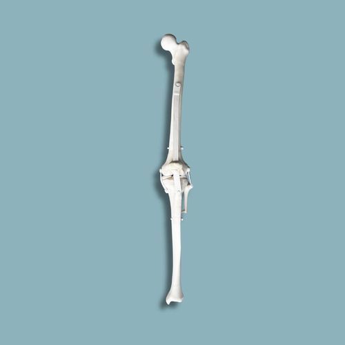 Anatomisches Modell / Knie - 04-36-01 - ADDIDREAM - Patella / spongiöser Knochen / Tibia