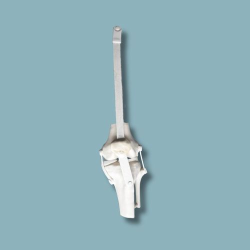 Anatomisches Modell / Knie - 04-38-01 - ADDIDREAM - Patella / Tibia / Oberschenkelknochen