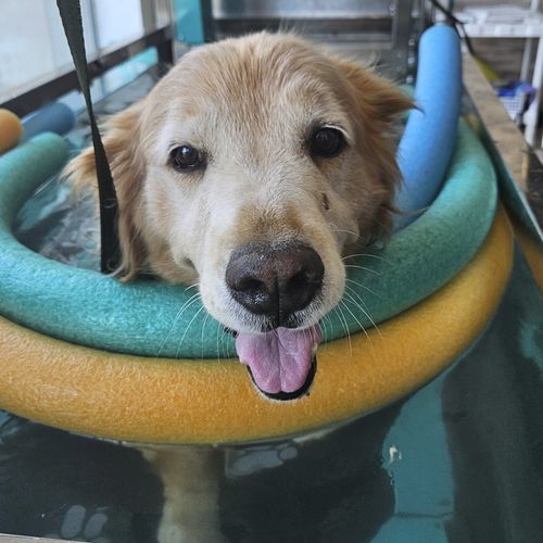 Veterinär-Laufband / Unterwasser - AQUATIC  - Hidromaq Tecnologias Eireli - für Hunde
