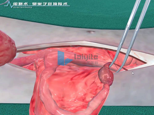 Simulationssoftware - Nanjing Laiyite Electronic Technology Co., Ltd - Ausbildung / für Chirurgie / für Veterinärmedizin