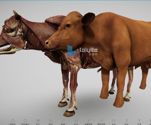 Simulationssoftware - Nanjing Laiyite Electronic Technology Co., Ltd - für Veterinärmedizin / Anatomie / Haut