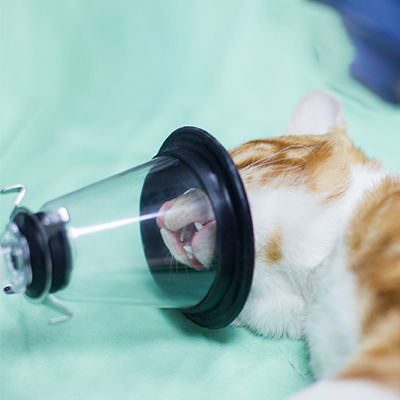 Veterinär-Maske / für Anästhesie - Conrui Medical, Inc.
