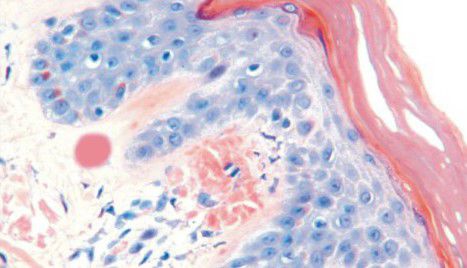 Farbstoff Reagenz - BA4082A - Wuhan Jinhong Biotech Development Co., Ltd. - für die Histologie / für die Histopathologie / Gewebe