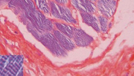 Farbstoff Reagenzkit - BA4095 - Wuhan Jinhong Biotech Development Co., Ltd. - für die Histologie