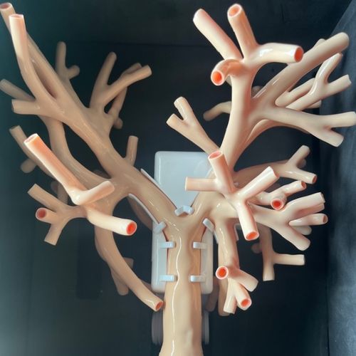 Atemwegsmanagementsimulator - RT-L001 - Yunes Medical Technology Limited - für Bronchoskopie / Ausbildung / Anatomie