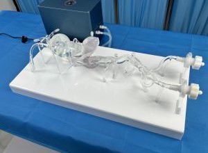 Arterie-Gefäßmodell - TAO001 - Yunes Medical Technology Limited - für Gefäßchirurgie / Ausbildung / transparent