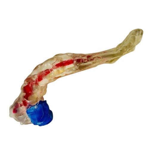 Chirurgie-Phantom - 3D Innovation Lab - chirurgisch / für Allgemeinpflege / Ausbildung