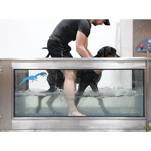 Veterinär-Laufband / Unterwasser - Aqua Runner - DOG RUNNER - für Hydrotherapie / für Hunde / mit rutschfester Oberfläche