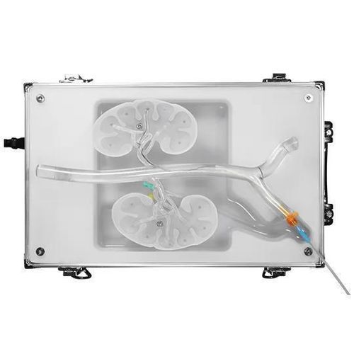 Niere-Gefäßmodell - RDN-B01 - SurgMate - Niere / Arterie / Arteria femoralis