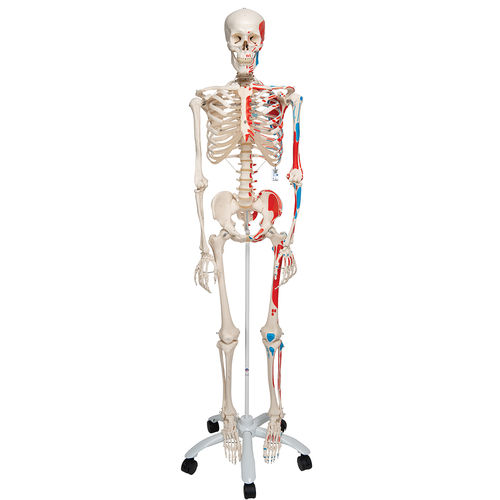 Anatomisches Skelettmodell - A11  - 3B Scientific   - Ganzkörper / für die Ausbildung / mit Gelenk