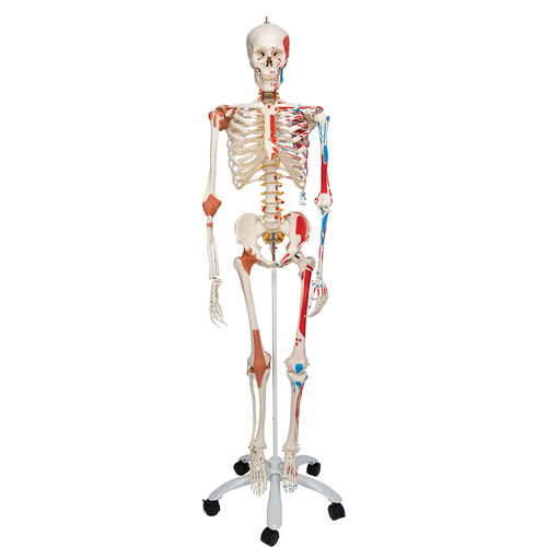 Anatomisches Skelettmodell - A13 - 3B Scientific   - Ganzkörper / für die Ausbildung / mit Gelenk