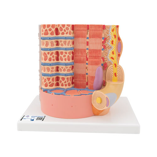 Anatomisches Modell / Muskelfaser - B60  - 3B Scientific   - für die Ausbildung