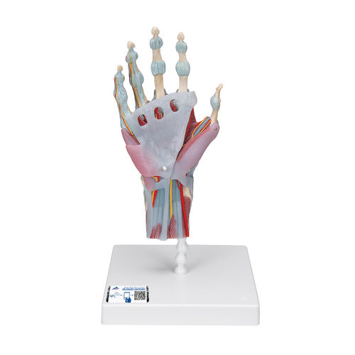 Anatomisches Skelettmodell - M33/1 - 3B Scientific   - Hand / für die Ausbildung / mit Muskulatur