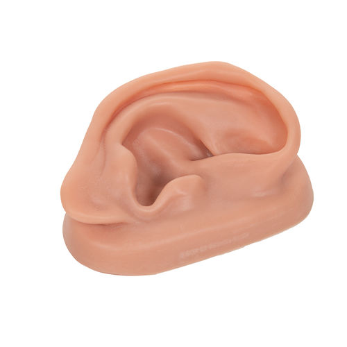 Ohr anatomisches Modell - N15/1R - 3B Scientific - Akupunktur