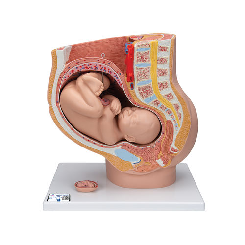 Anatomisches Modell / Becken - L20  - 3B Scientific   - Schwangerschaft / weiblich