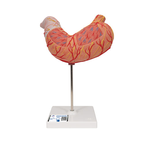 Anatomisches Magenmodell - K15  - 3B Scientific   - für die Ausbildung / mit Blutgefäßen
