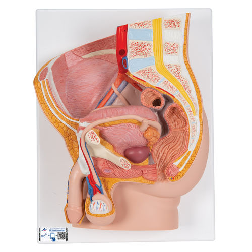 Anatomisches Modell / Becken - H11 - 3B Scientific   - für die Ausbildung / männlich