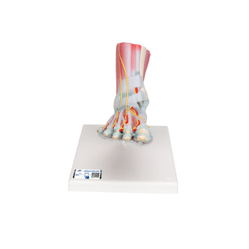 Anatomisches Skelettmodell - M34/1 - 3B Scientific   - Fuß / für die Ausbildung / mit Muskulatur