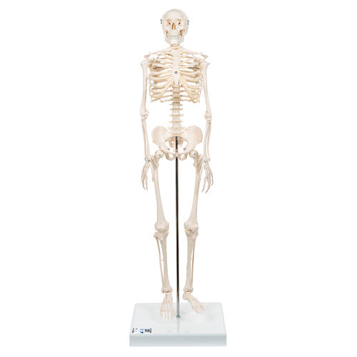 Anatomisches Skelettmodell - A18 - 3B Scientific   - Ganzkörper / für die Ausbildung / Miniatur