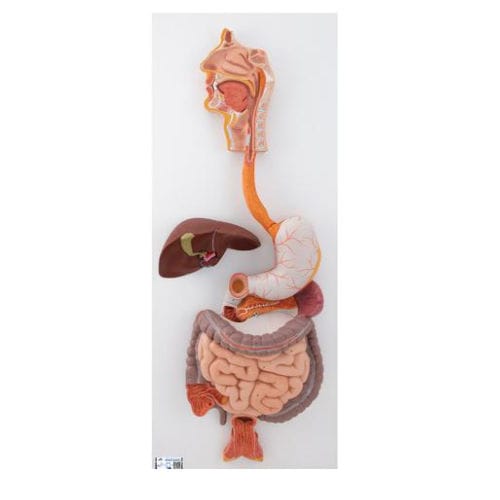 Anatomisches Modell des Stoffwechselsystems - K21 - 3B Scientific   - für die Ausbildung