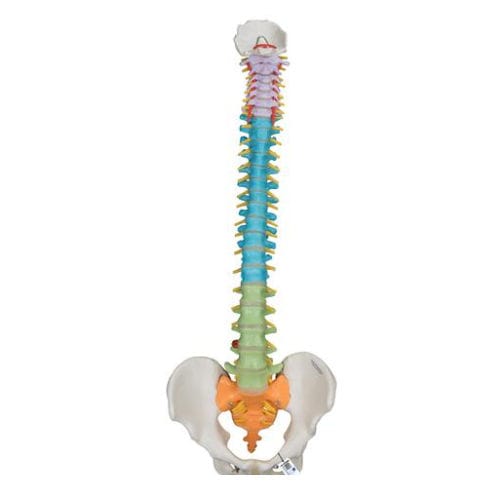 Anatomisches Modell / Becken - A58/8 - 3B Scientific   - Wirbelsäule / für Vorführzwecke / männlich