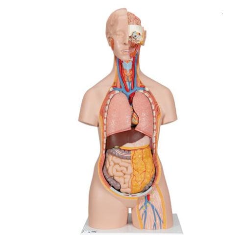 Anatomisches Modell / Oberkörper - B19 - 3B Scientific   - für die Ausbildung / Kunststoff / exartikuliert