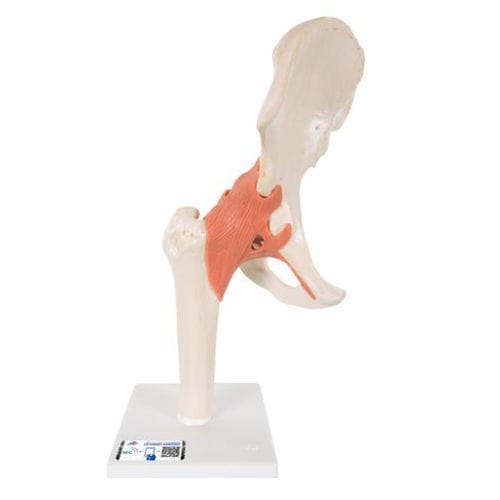 Anatomisches Modell / Knochen - A81/1 - 3B Scientific   - Gelenk / Hüfte / für die Ausbildung