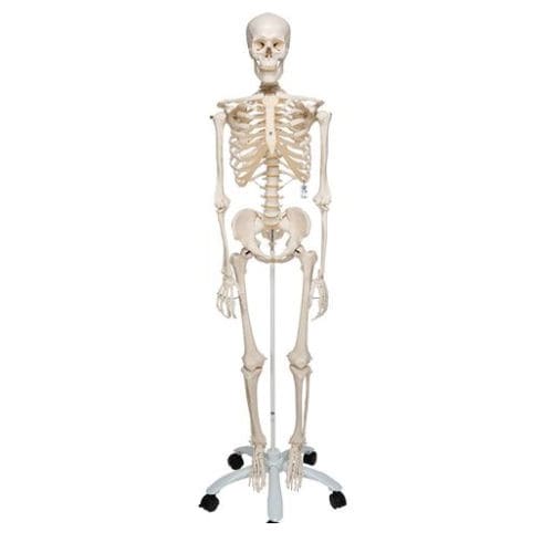 Anatomisches Modell / Ganzkörper - A10 - 3B Scientific   - Skelett / für die Ausbildung / Kunststoff
