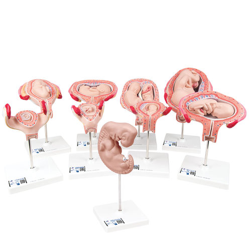 Anatomisches Modell / für die Ausbildung - L11 - 3B Scientific   - Schwangerschaft / Embryo