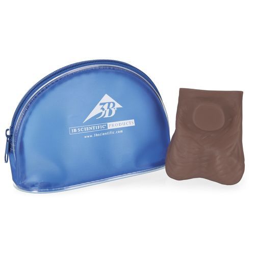 Haut Anatomisches Modell - L60D - 3B Scientific   - Ausbildung / männlich
