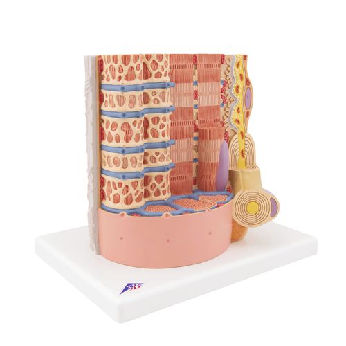 Anatomisches Muskelmodell - B60 - 3B Scientific   - für die Ausbildung