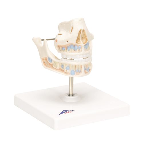 Anatomisches Modell / Kiefer - VE282 - 3B Scientific   - Zahn / für die Ausbildung / Kinder