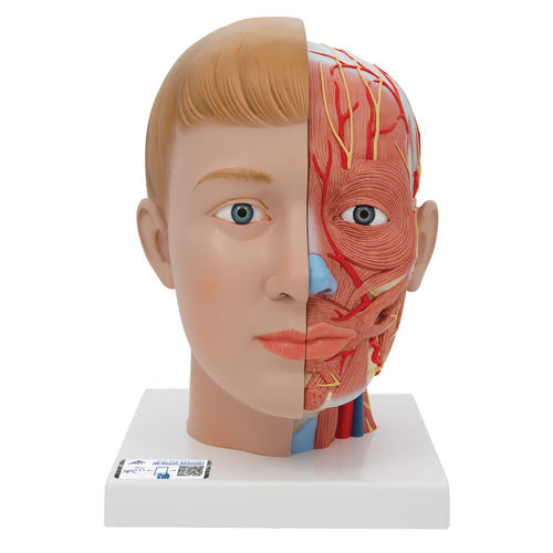 Anatomisches Modell / Kopf - C07 - 3B Scientific   - für die Ausbildung