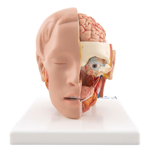 Anatomisches Modell / Kopf - C09/1 - 3B Scientific   - für die Ausbildung
